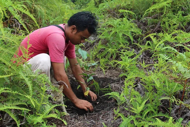 Plant a Tree & Get a Discount